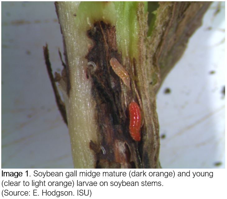 Soybean Gall Midge: An Emerging Pest of Soybeans