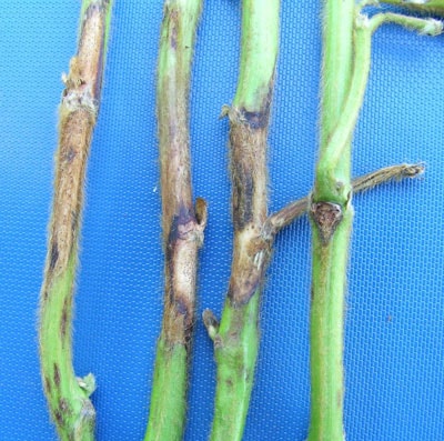 Stem canker lesions Stem canker lesions