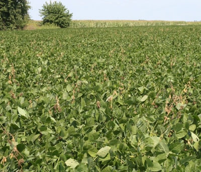 Top dieback caused by Diaporthe spp. Top dieback caused by Diaporthe spp.