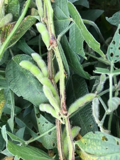 Southern stem canker often is only observed on one side of the stem, and may spread to the soil line. Southern stem canker often is only observed on one side of the stem, and may spread to the soil line.