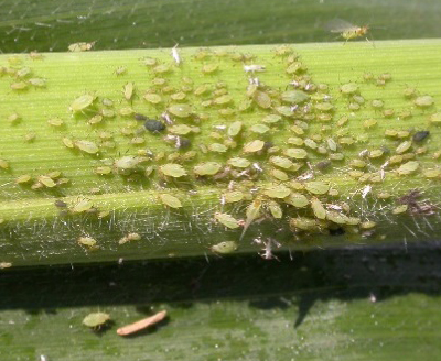 Image 1 of English grain aphids on corn stalk. (Source GROWMARK, Inc.).