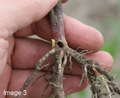 black cutworms black cutworm
