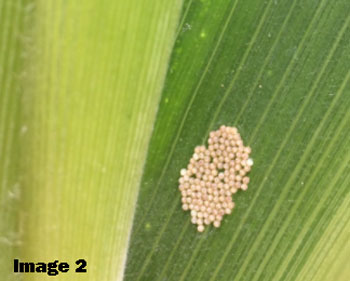 image 2 western bean cutworm egg mass on corn leaf 2017 fs partners image 3 mature larvae feeding on the ear growmark inc
