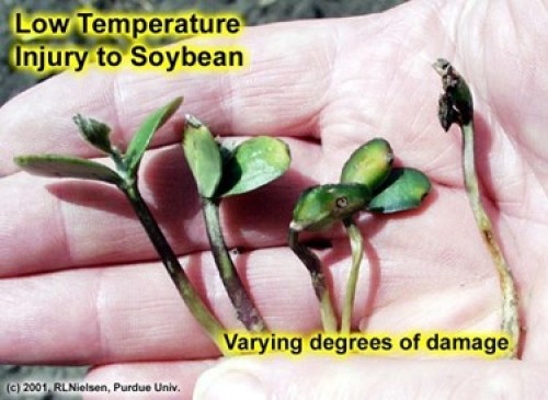 Low Temperature Injury to Soybean - Varying Degrees of Damage