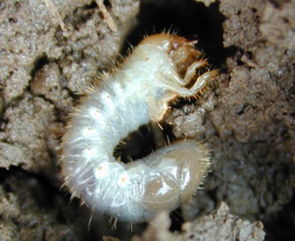 Corn Insects Update: White Grubs & Armyworms