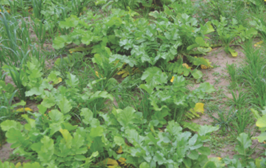 Ryegrass and Radish mix.