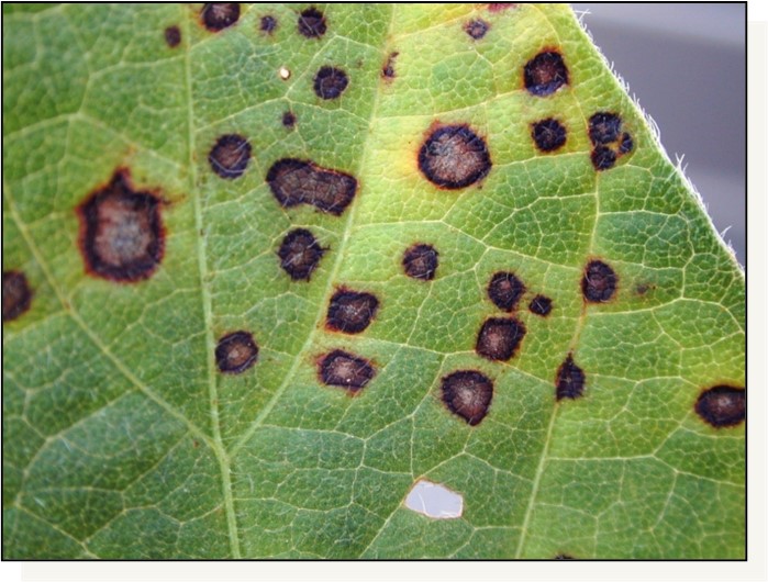 Image 1. Leaf lesions caused by frogeye leaf spot infection.