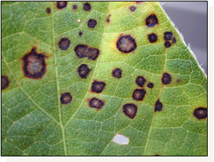 Frogeye leaf spot