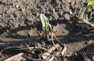 Frosted Corn Plant Beginning to Show Signs of Recovery