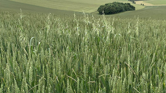 Wheat Field