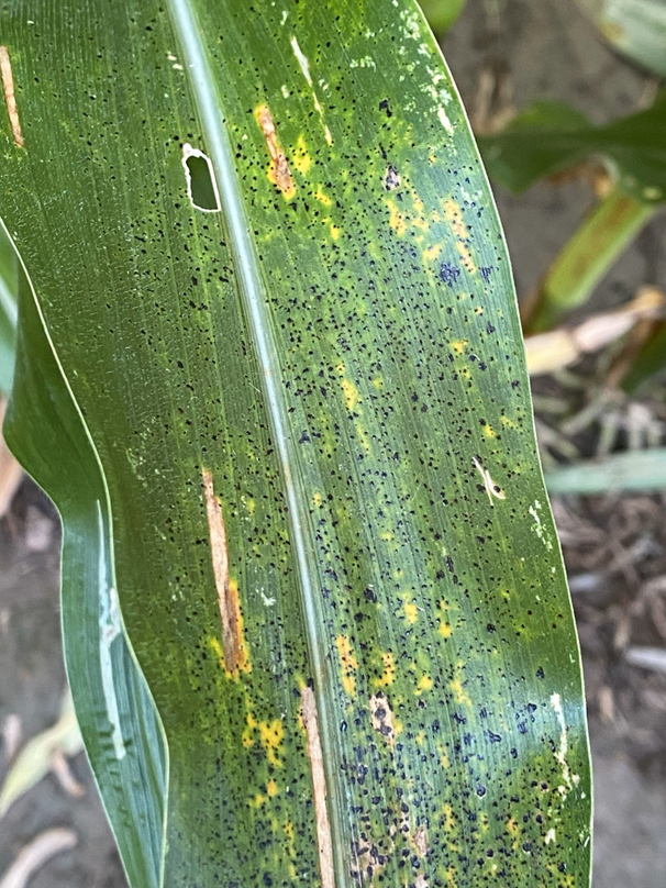 Early leaf spot on corn