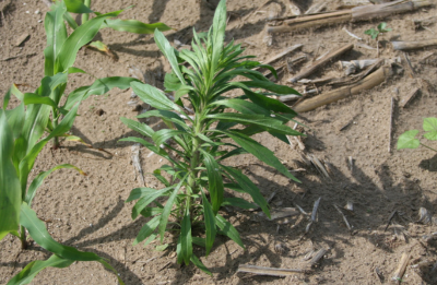 Image of Bolted Marestail (GROWMARK, Inc.)