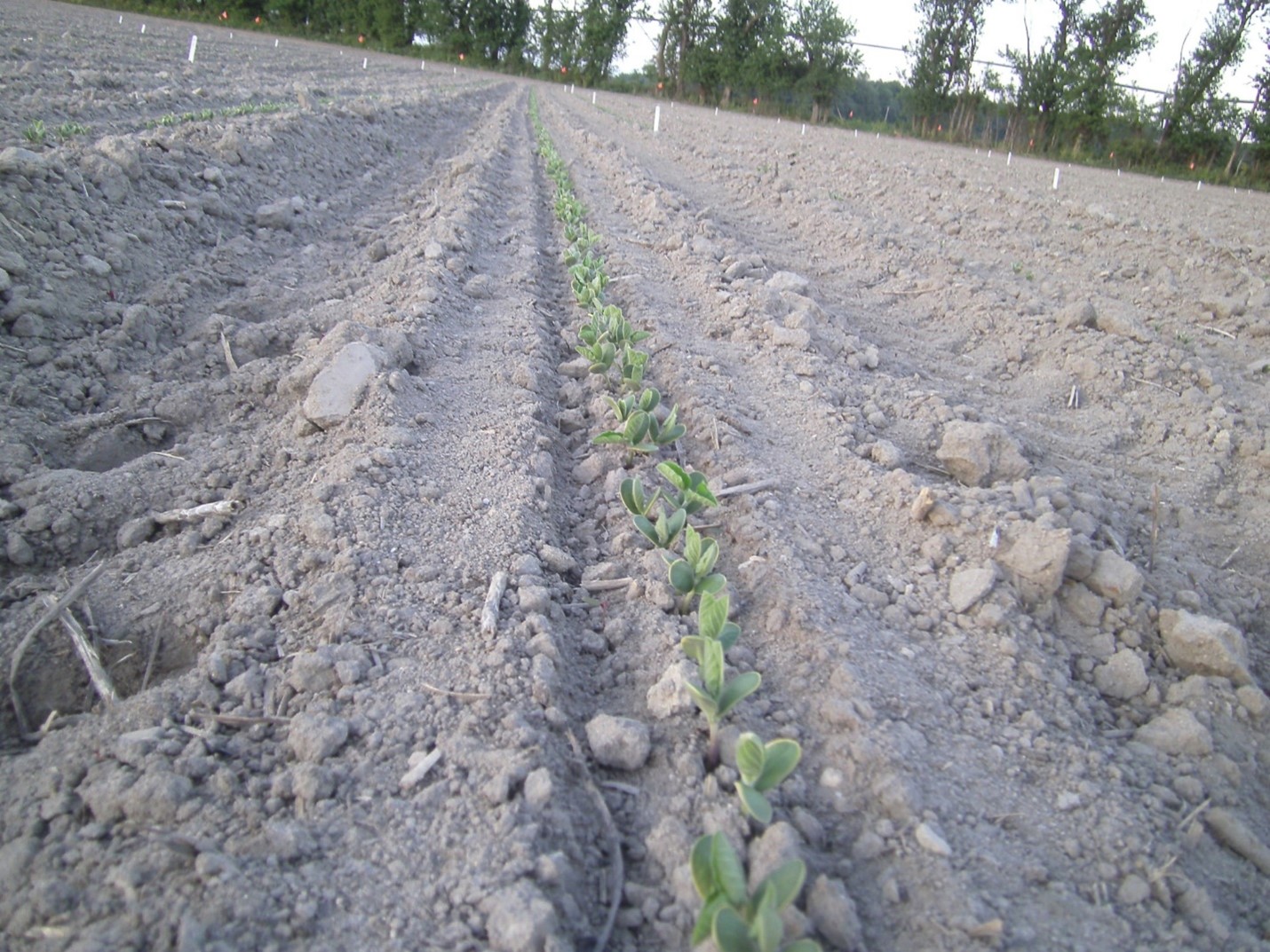 soybean early growth