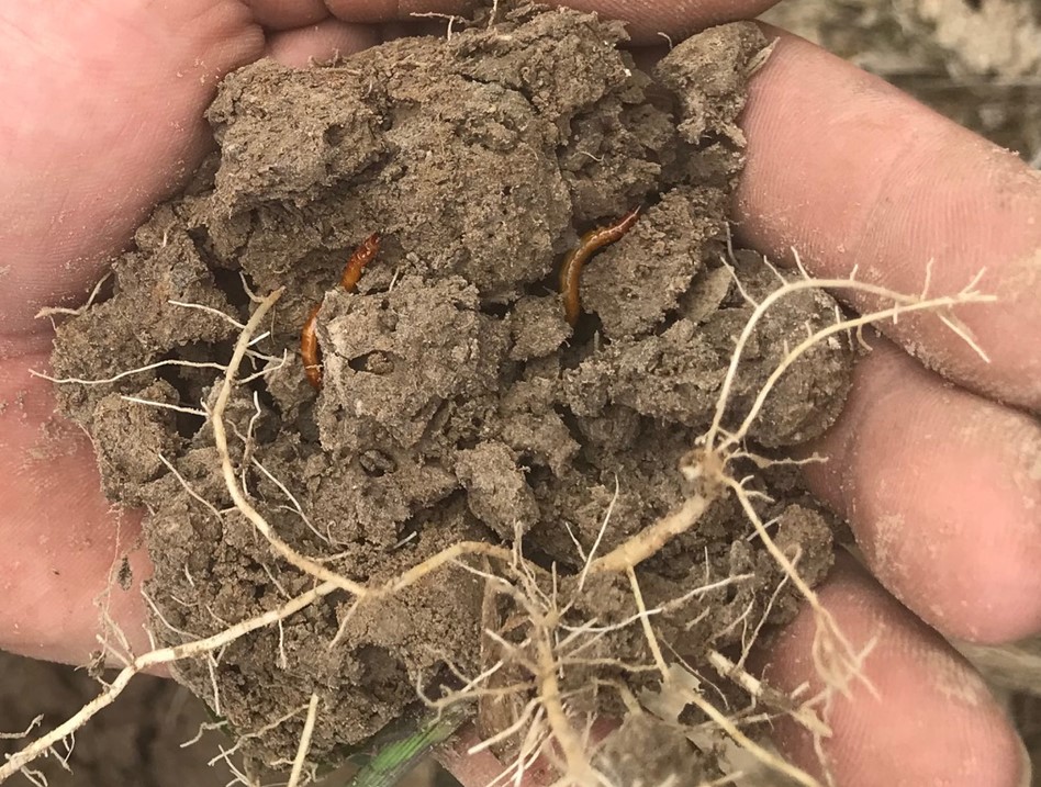 Preplant Wireworm Assessments for Corn and Soybean