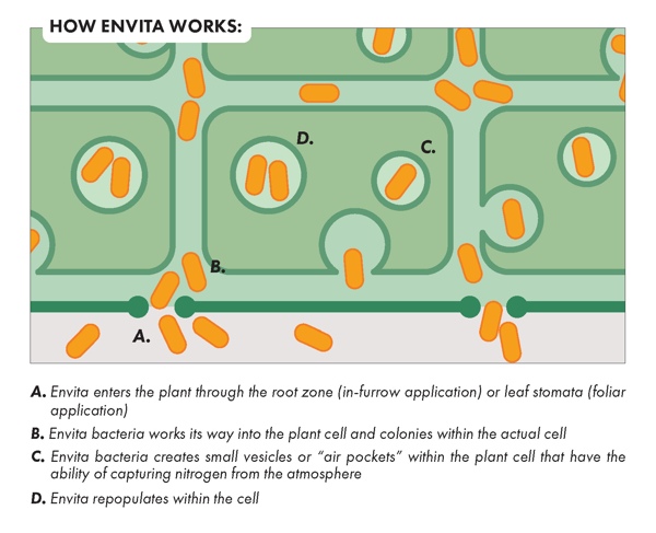 How Envita Works Infographic