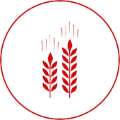 Corn Fertilizer icon