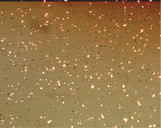 wax_crystals_small